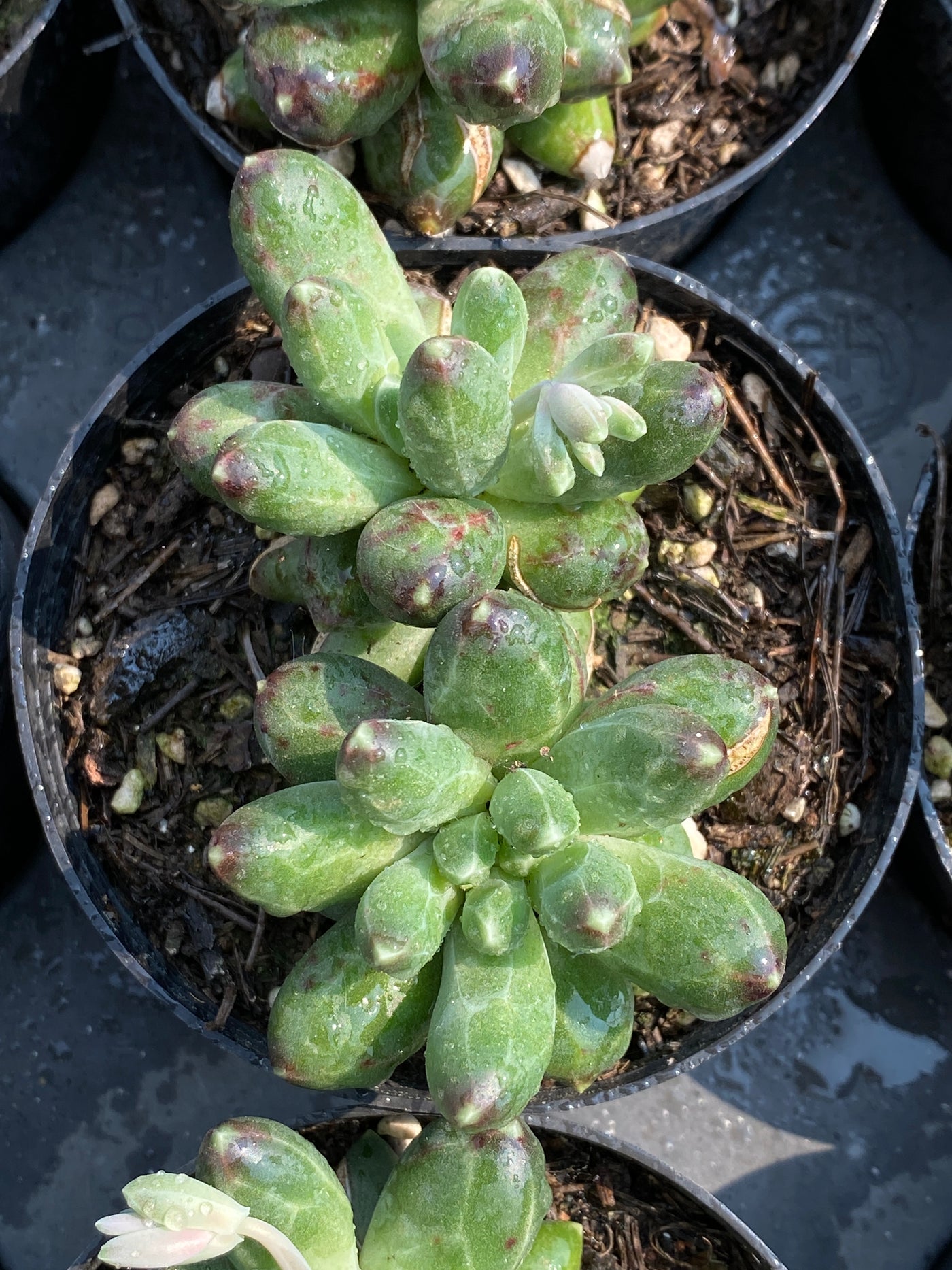 TH669     多肉植物     （40株）セット