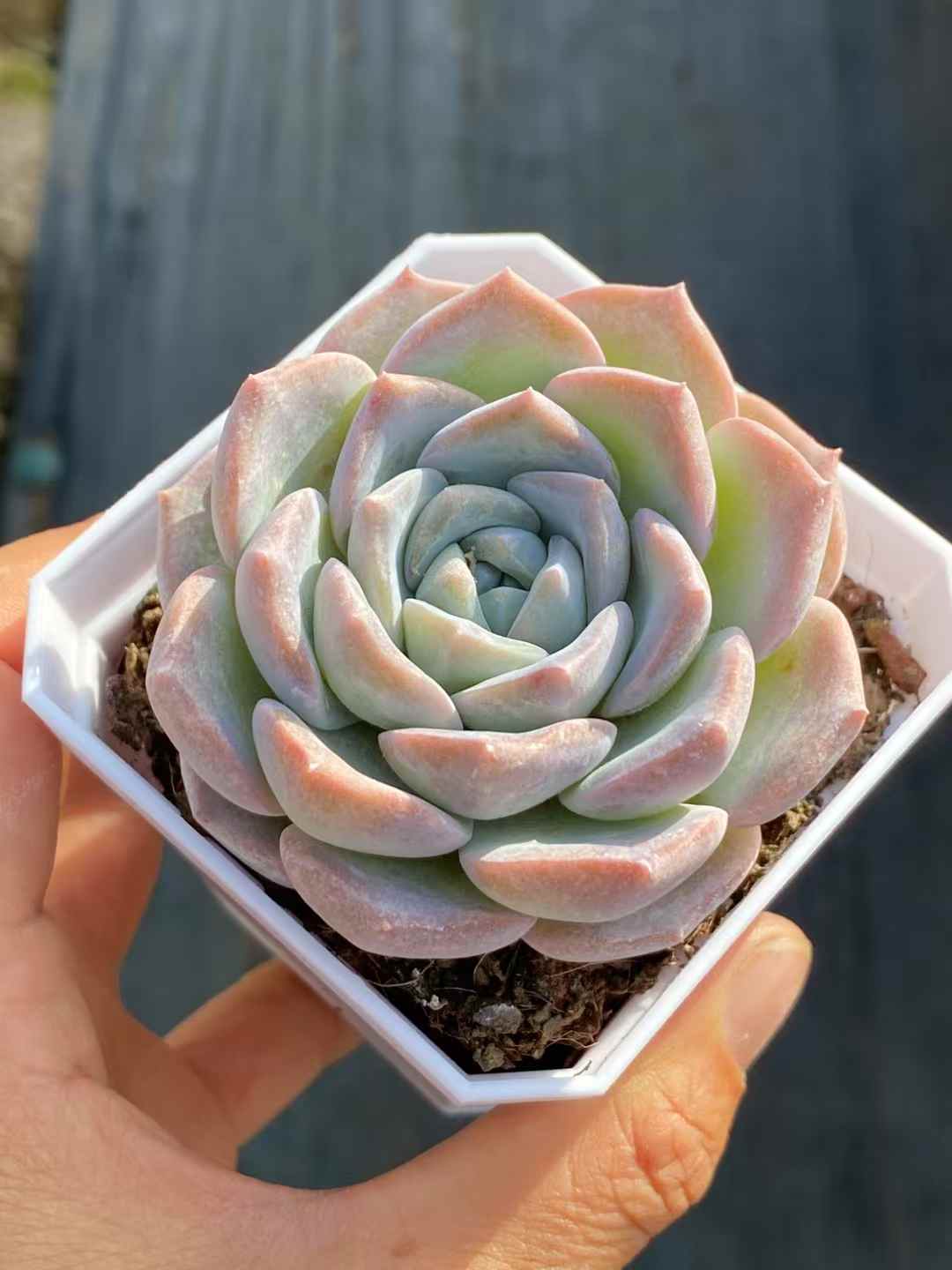 多肉植物 ギョウザン・スノー 50株セット 2.5号鉢 品番AA00022