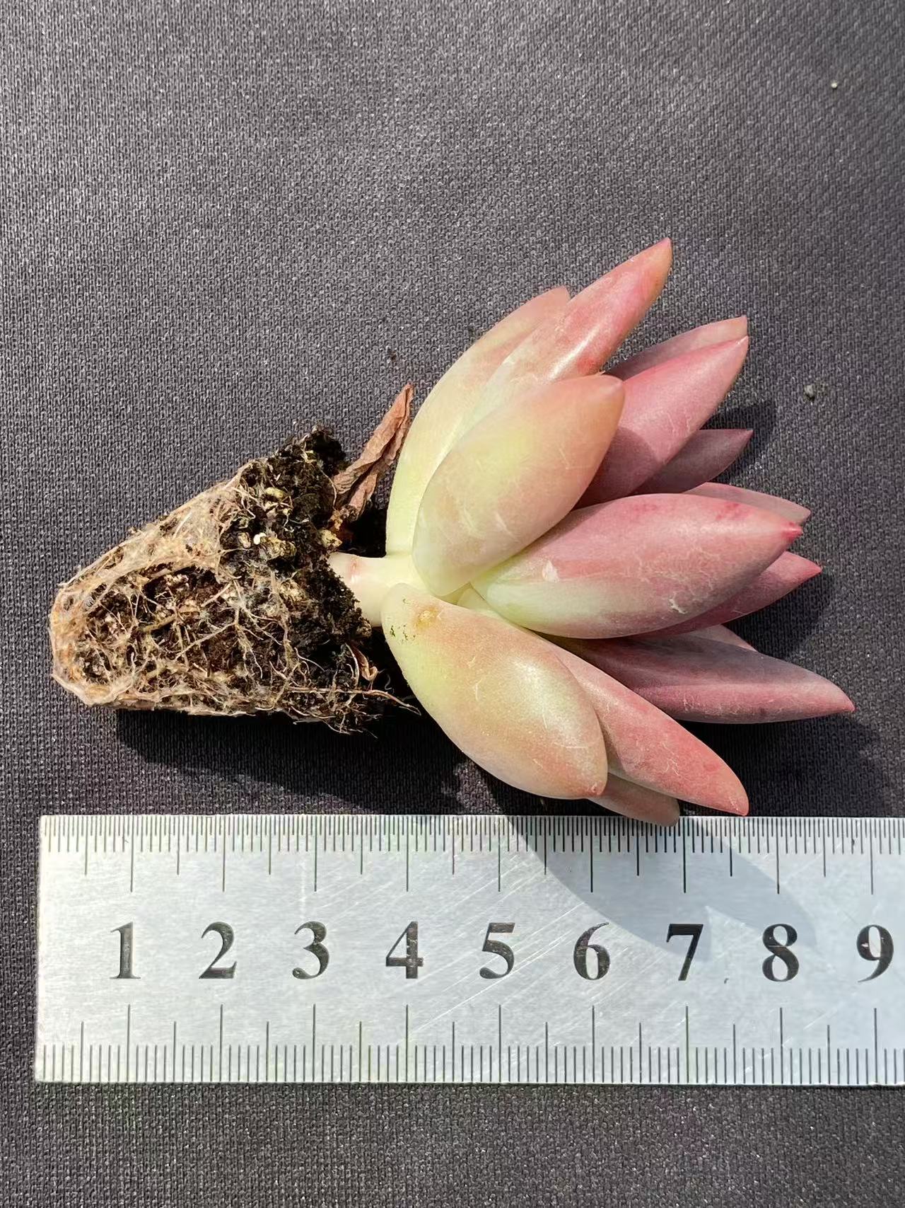 多肉植物 トウカゲン 105株セット 品番AB0080