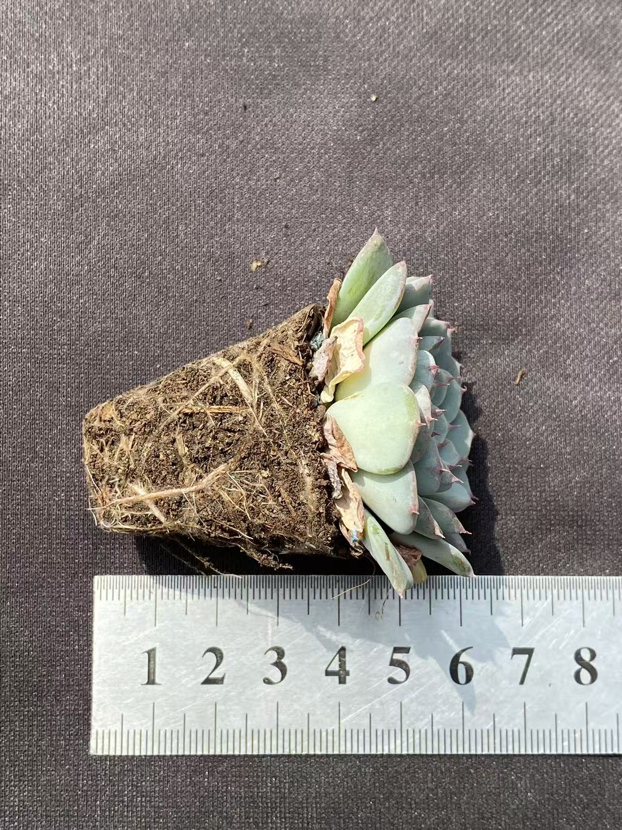 多肉植物 シラヒメレン 72株セット 品番AB0077
