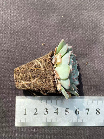 多肉植物 シラヒメレン 72株セット 品番AB0077