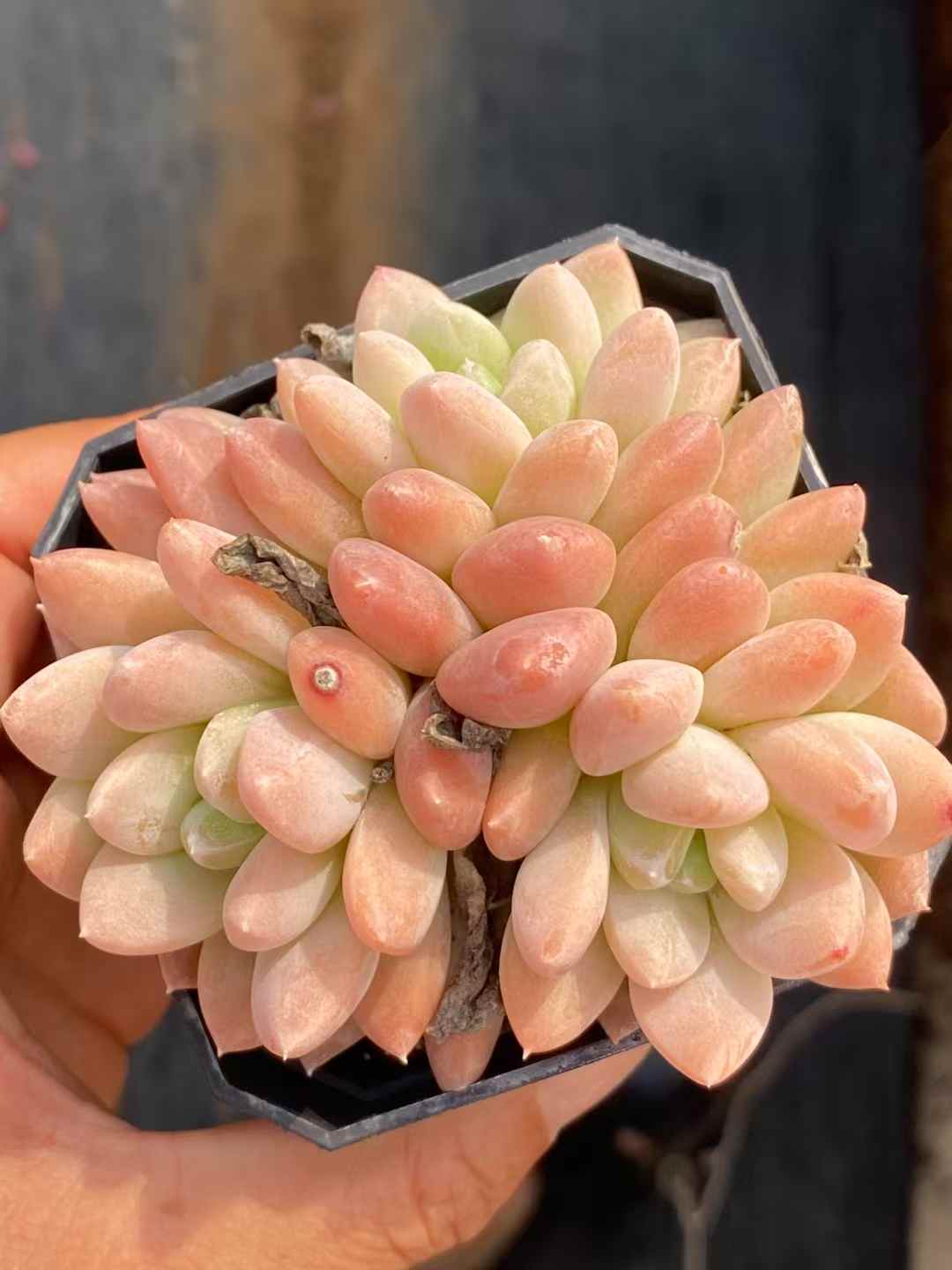 多肉植物 ルアン・リンユー 50株セット 2.5号鉢 品番AA00026
