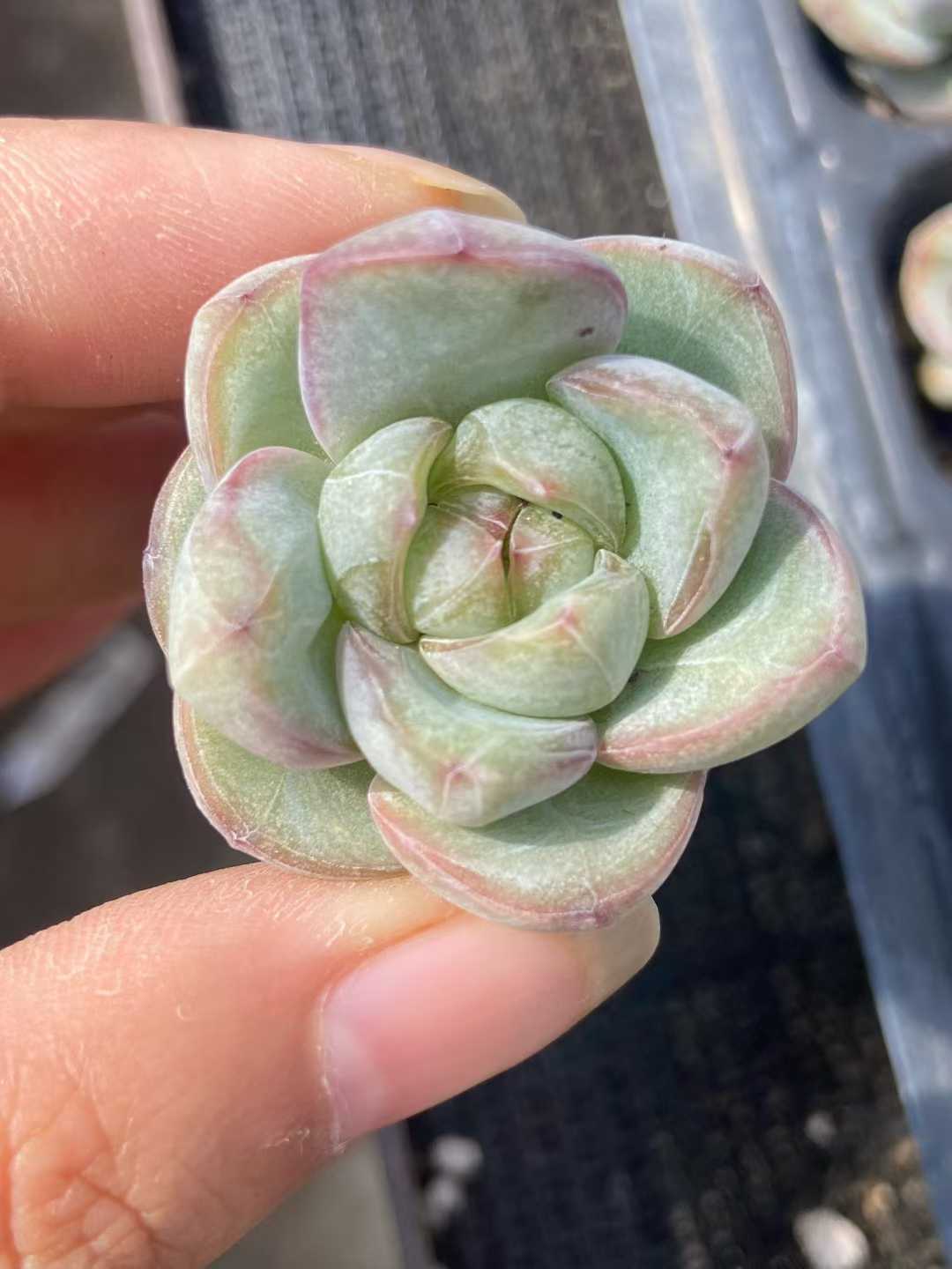 多肉植物 ホシホシジェニー 128株セット 品番AB0125