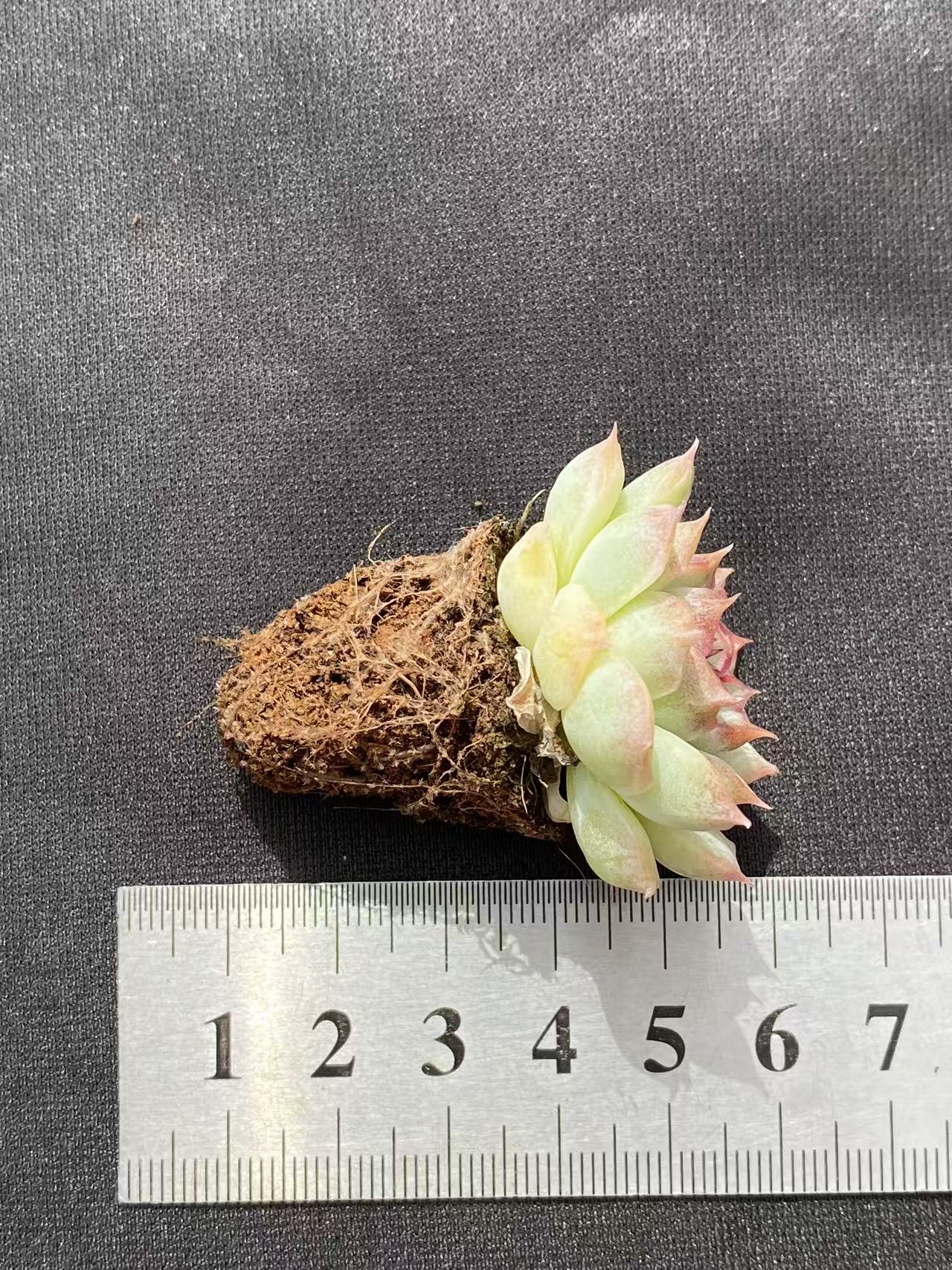 多肉植物 トウクン 128株セット 品番AB0088