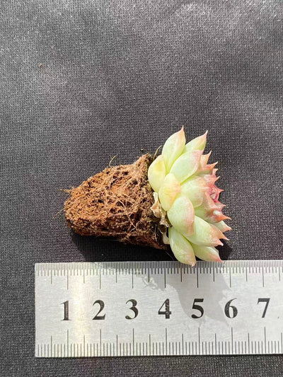 多肉植物 トウクン 128株セット 品番AB0088
