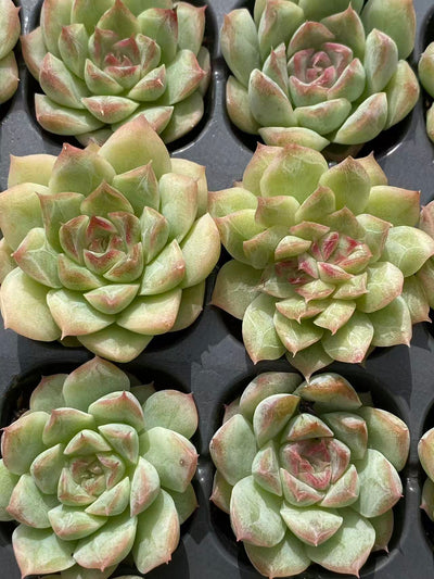 多肉植物 トウクン 128株セット 品番AB0088
