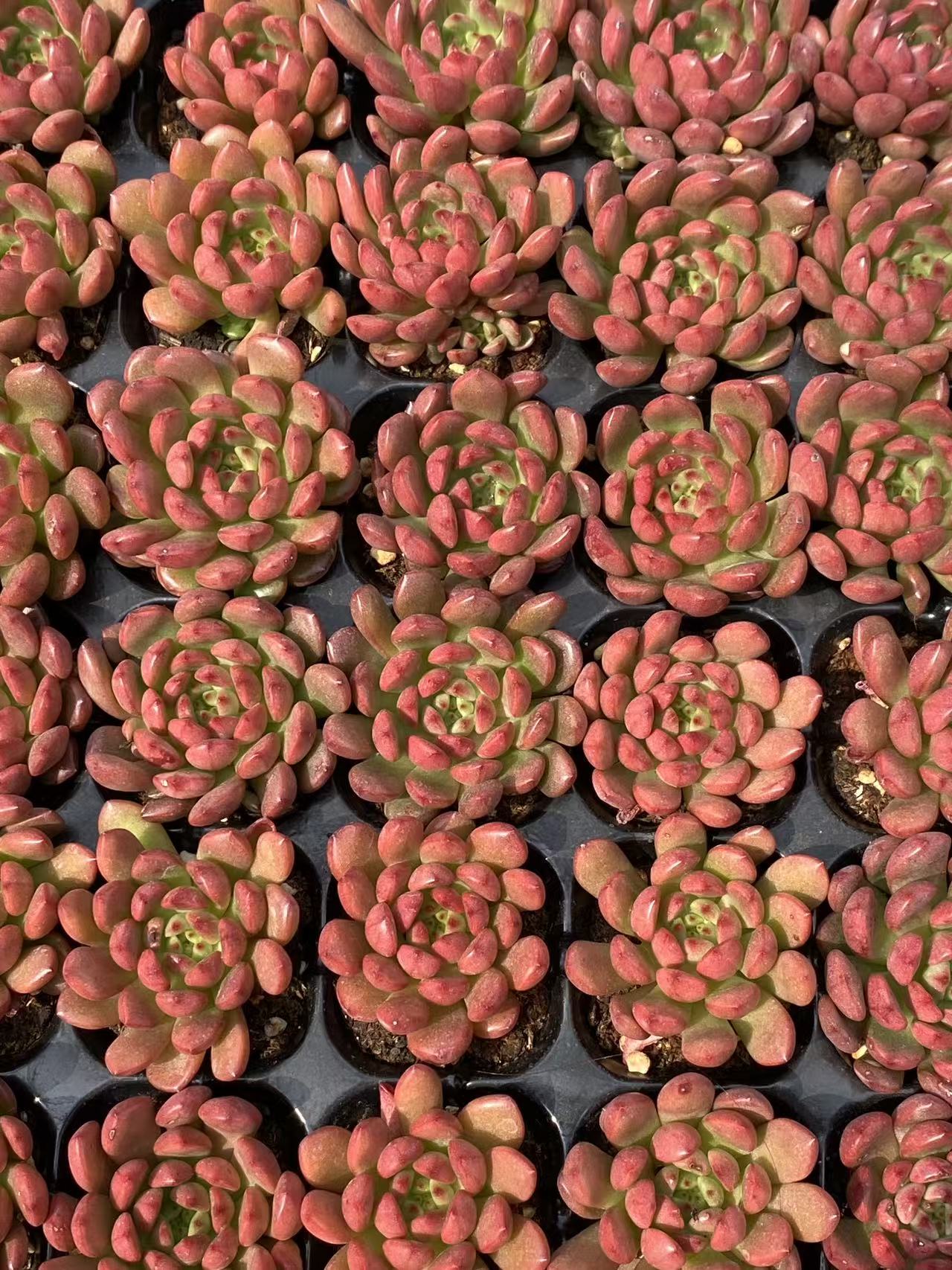 多肉植物 コウコウセキ 72株セット 品番AB0083