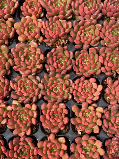多肉植物 コウコウセキ 72株セット 品番AB0083