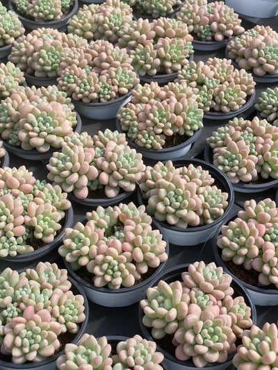 多肉植物 キャビア 30株セット 3号鉢 品番AA00077