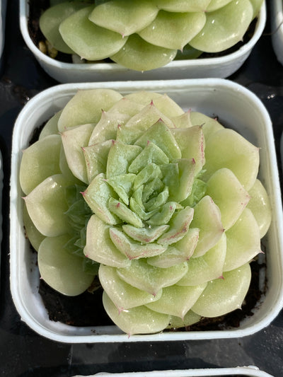 TH695     多肉植物     （30株）セット