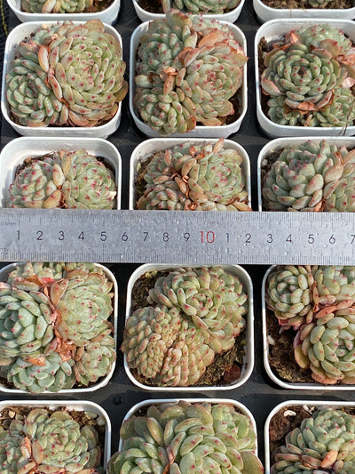 TH693     多肉植物   ホーニー  （30株）セット