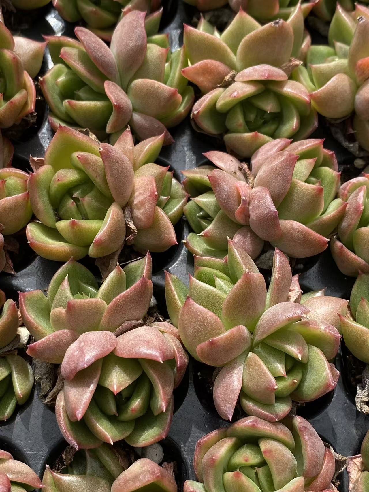 多肉植物 ヒョウタン 128株セット 品番AB0087