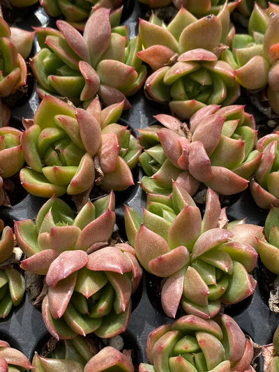 多肉植物 ヒョウタン 128株セット 品番AB0087