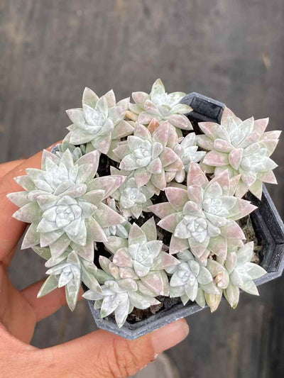 多肉植物 ホワイトマム 50株セット 2.5号鉢 品番AA00009