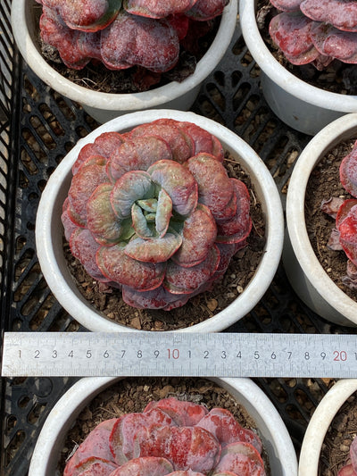TH683     多肉植物   ハートディライト  （15株）セット