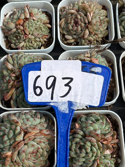 TH693     多肉植物   ホーニー  （30株）セット