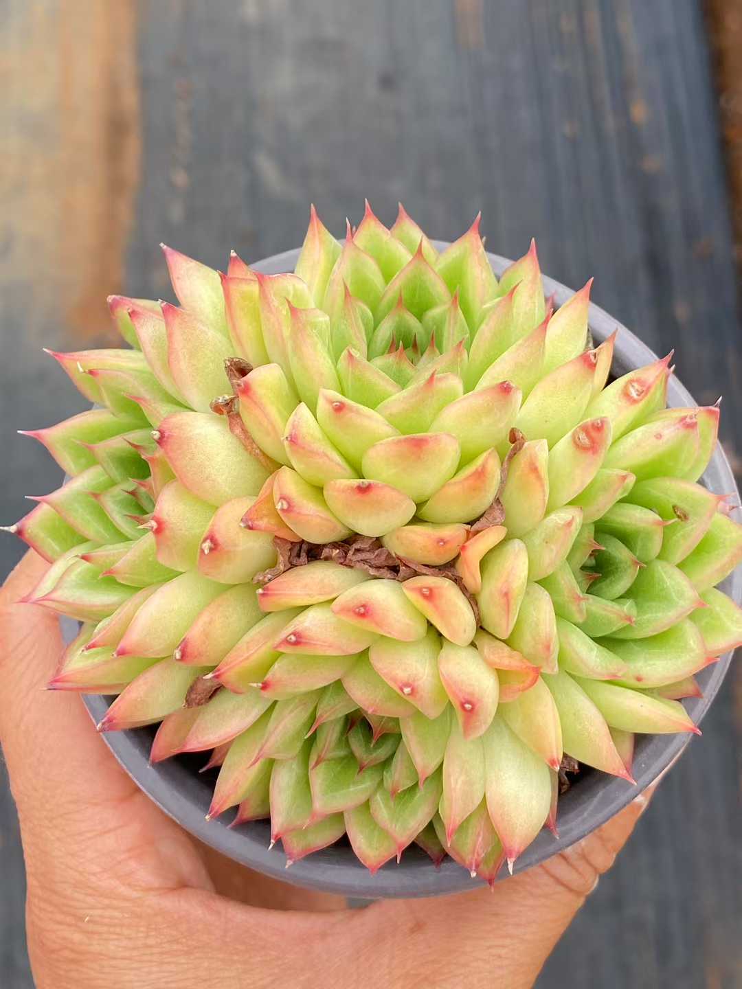 多肉植物 フラッシュ・グン 18株セット 3号鉢 品番AA00093