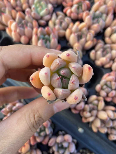 多肉植物 ドゥカティ 105株セット 品番AB0111