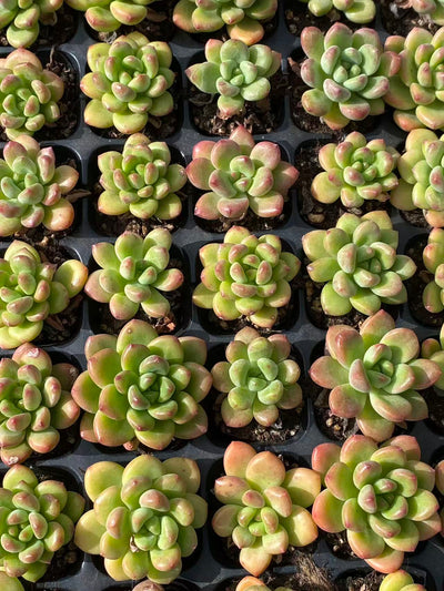 多肉植物 コウカク 72株セット 品番AB0105
