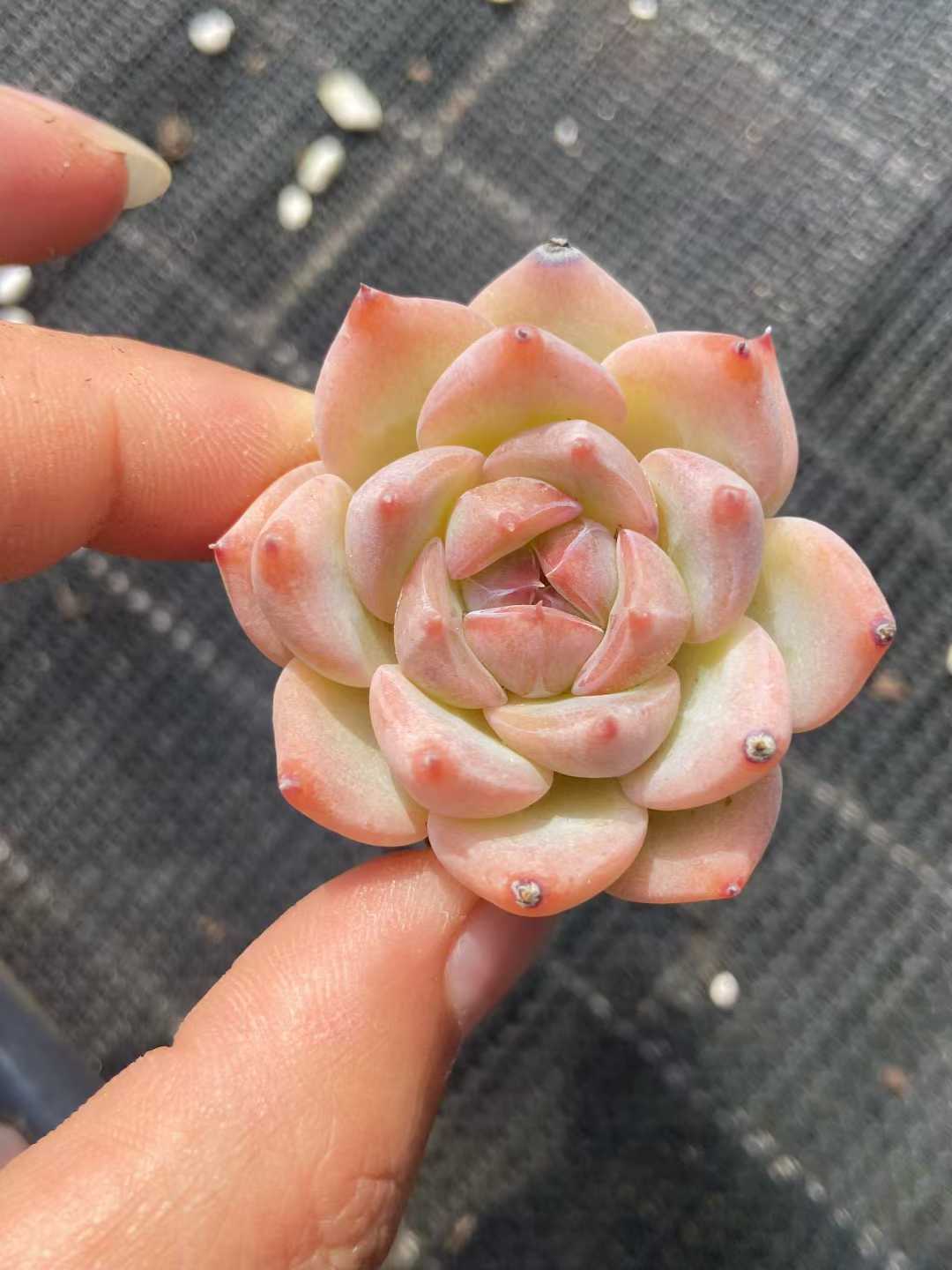 多肉植物 23k10 105株セット 品番AB0114