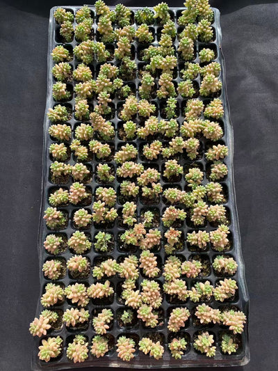 多肉植物 ジェニー 128株セット 品番AB0099