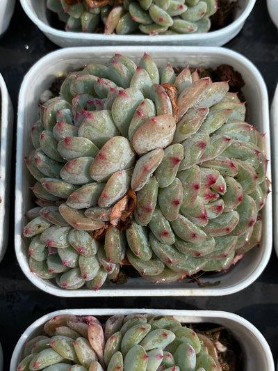 TH693     多肉植物   ホーニー  （30株）セット