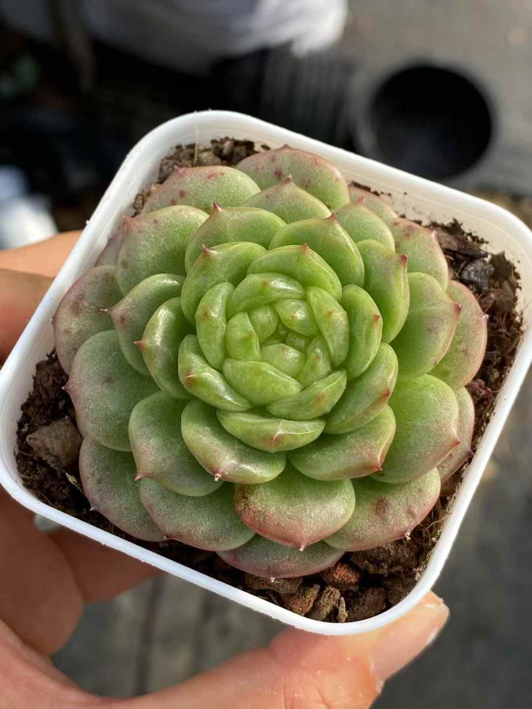 多肉植物 ライトバルブジェニー 24株セット 2.5号鉢 品番AA00017