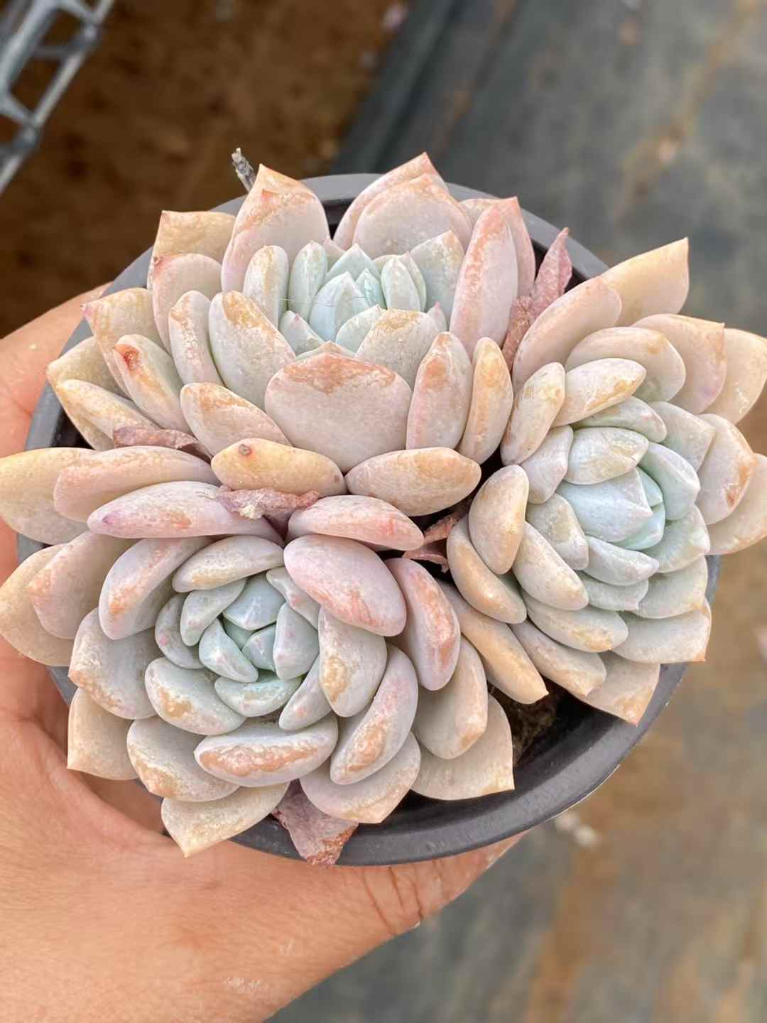 多肉植物 ドリームスノー 30株セット 3号鉢 品番AA00032