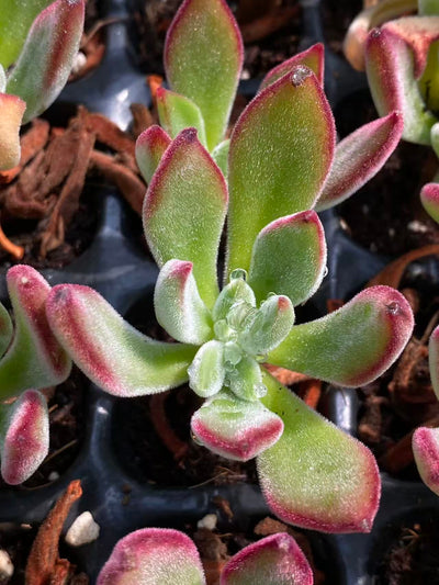 多肉植物 キンコウセイ 72株セット 品番AB0078