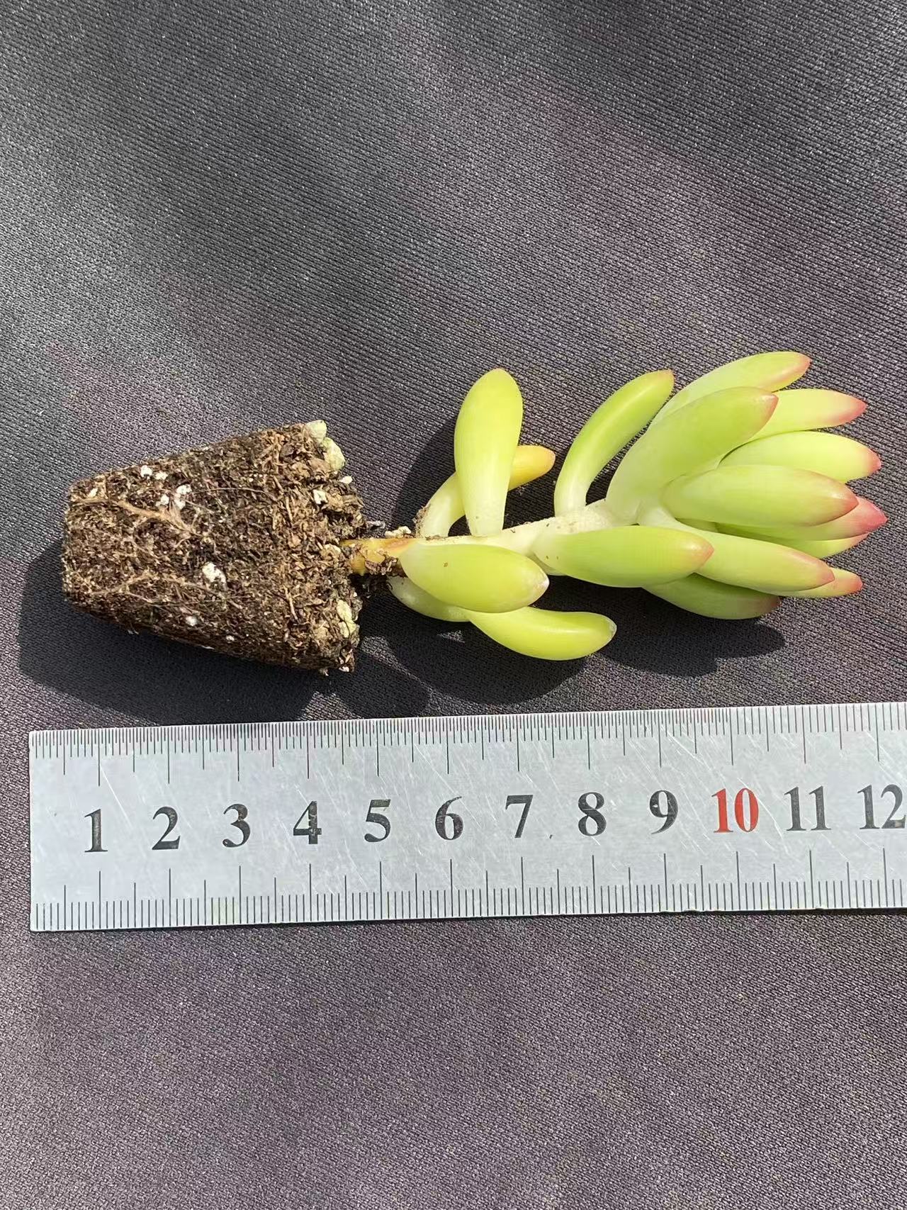多肉植物 シュンモウ 72株セット 品番AB0079