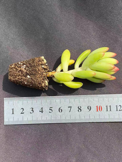 多肉植物 シュンモウ 72株セット 品番AB0079