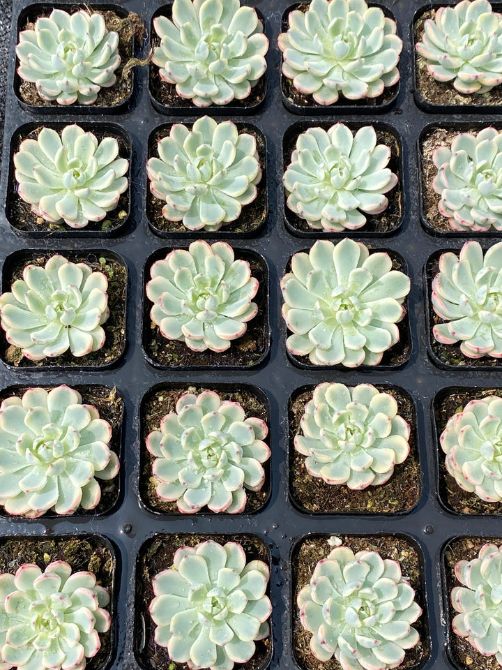 数珠星錦☆銭串錦☆根付きカット苗 no.3☆クラッスラ☆多肉植物