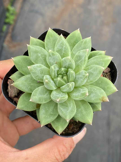 多肉植物 コウコツブン 50株セット 2.5号鉢 品番AA00011