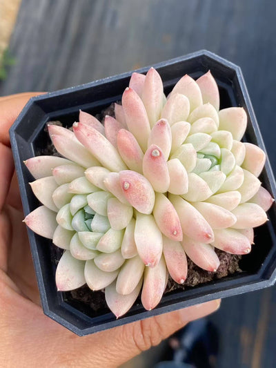 多肉植物 クリームビジン 50株セット 2.5号鉢 品番AA00070
