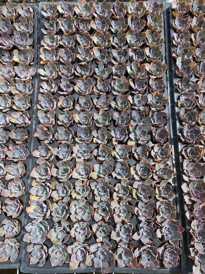 多肉植物 バンブ 105株セット 品番AB0094