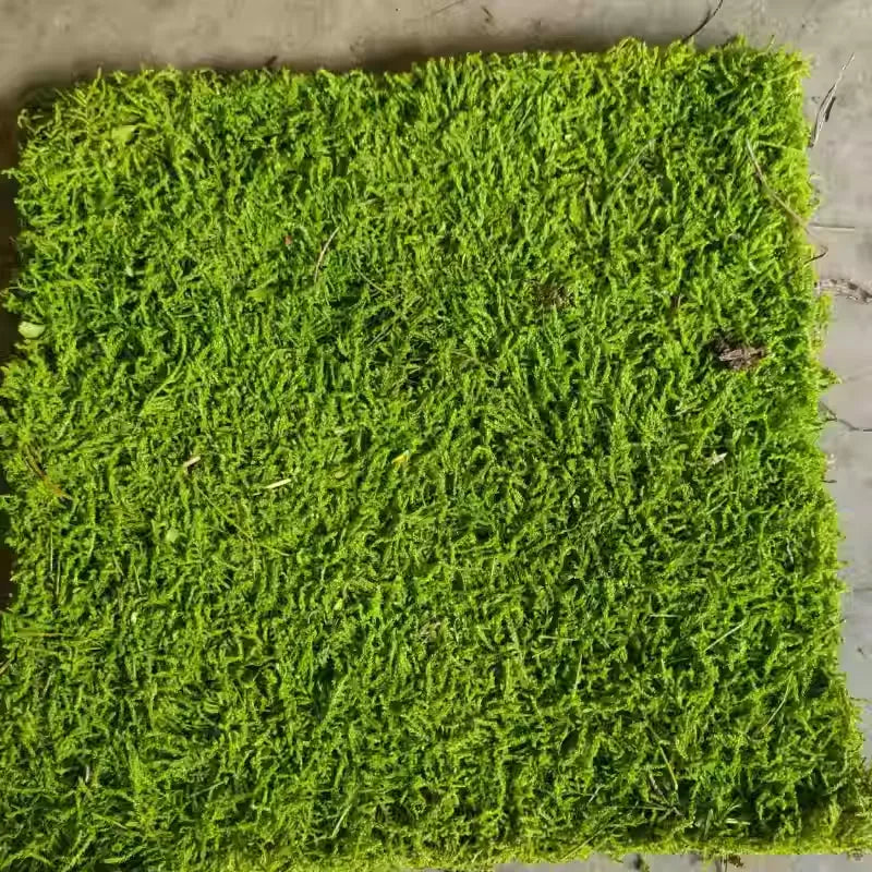 品名 オオハイゴケ 品番 CZJG00001 サイズ 30cm × 30cm