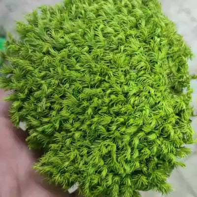 品名 オオハイゴケ 品番 CZJG00001 サイズ 30cm × 30cm