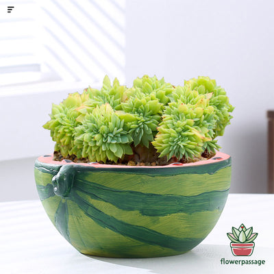 HP0001 ｟フルーツシリーズ｠ 🍉スイカモデル 植木鉢