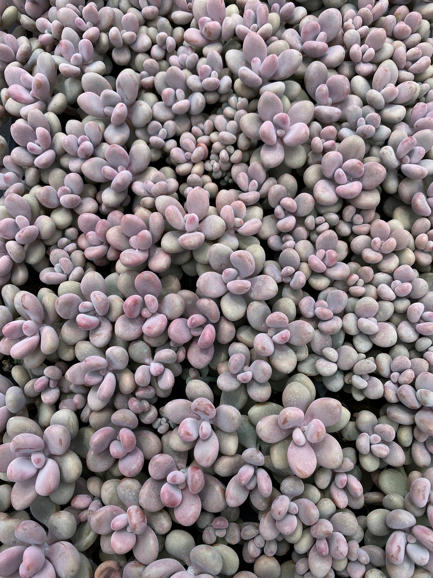 多肉植物 トウタン 105株セット 品番AB0140