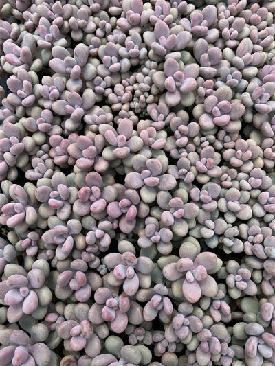 多肉植物 トウタン 105株セット 品番AB0140