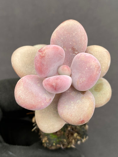 多肉植物 トウタン 105株セット 品番AB0140