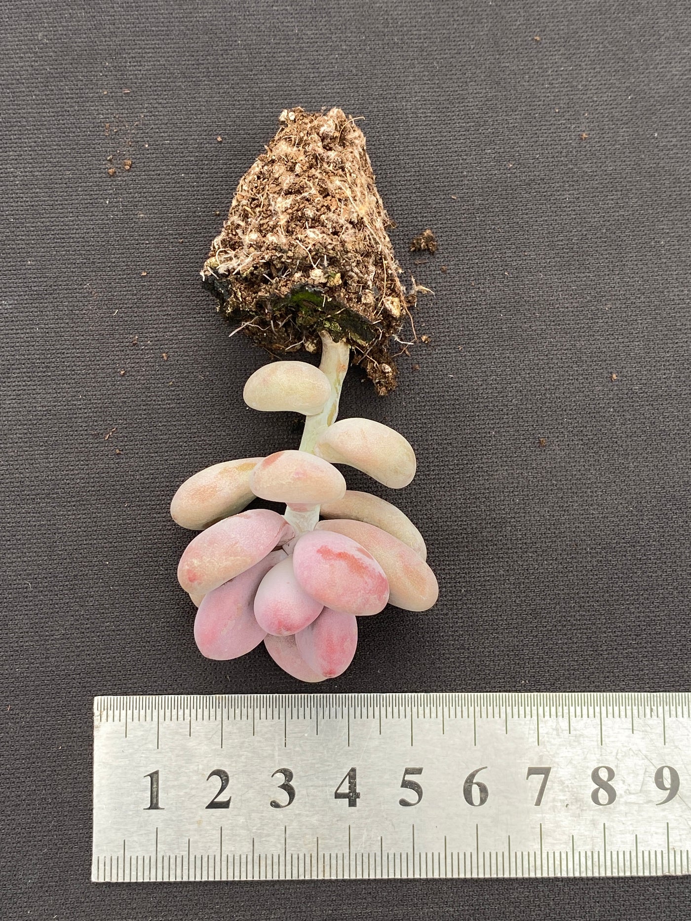 多肉植物 トウタン 105株セット 品番AB0140