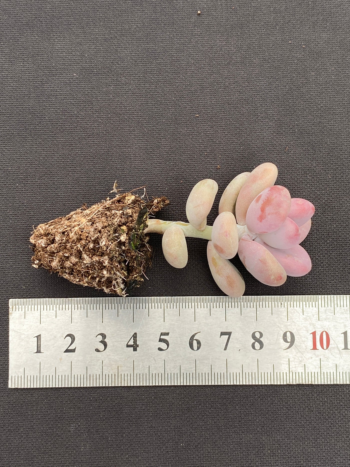 多肉植物 トウタン 105株セット 品番AB0140