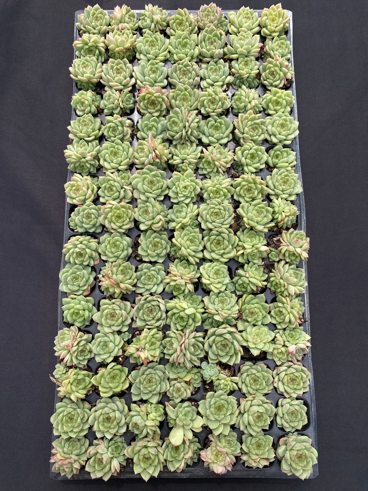 多肉植物 フウハイ 105株セット 品番AB0138