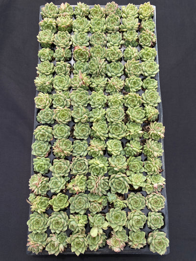多肉植物 フウハイ 105株セット 品番AB0138