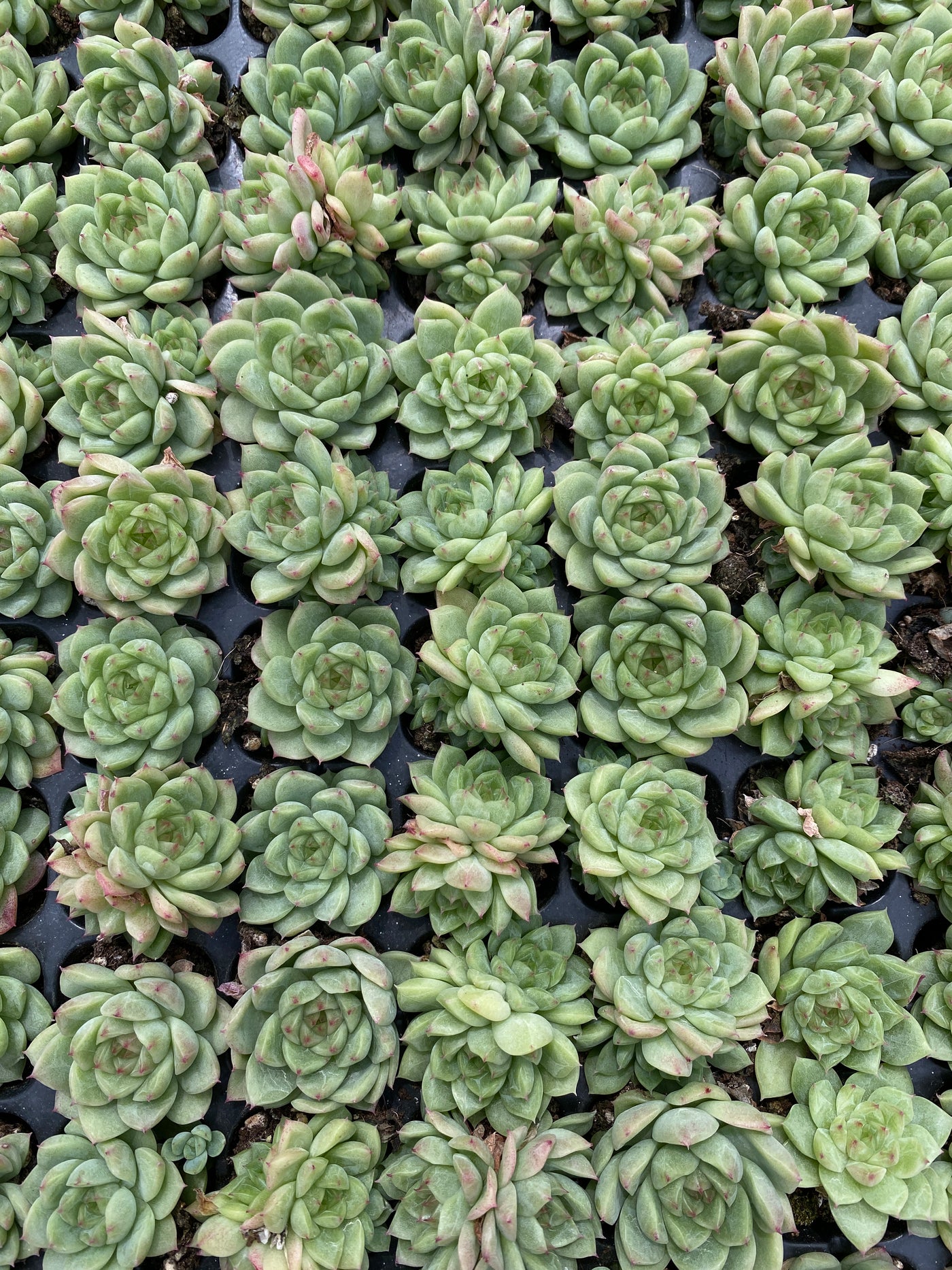 多肉植物 フウハイ 105株セット 品番AB0138