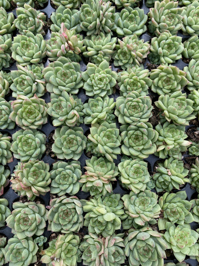 多肉植物 フウハイ 105株セット 品番AB0138