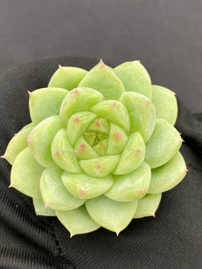 多肉植物 フウハイ 105株セット 品番AB0138