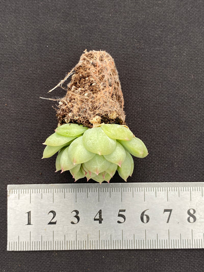 多肉植物 フウハイ 105株セット 品番AB0138