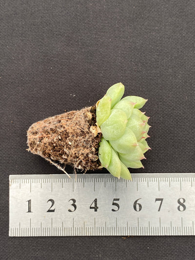 多肉植物 フウハイ 105株セット 品番AB0138
